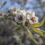 Birnenblüten am morgen I