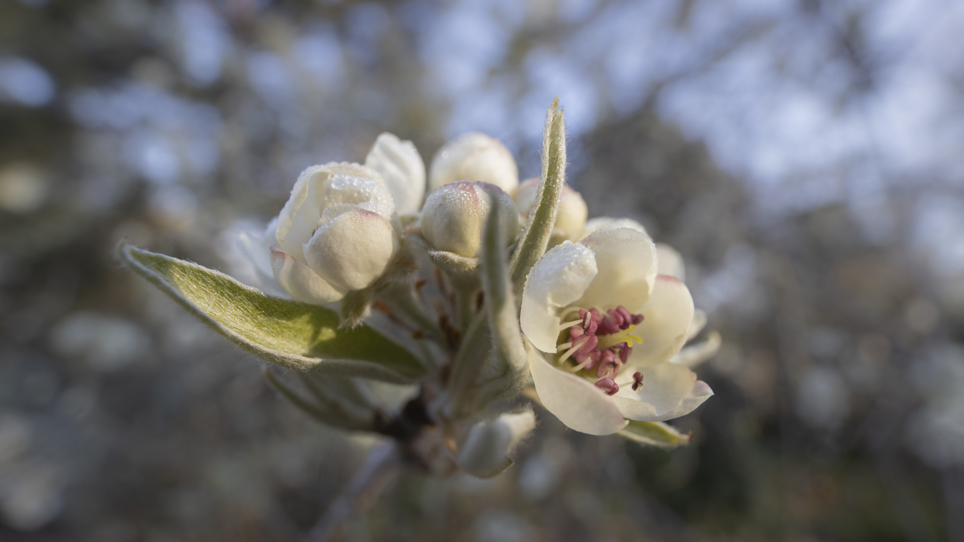 Birnenblüten am morgen II