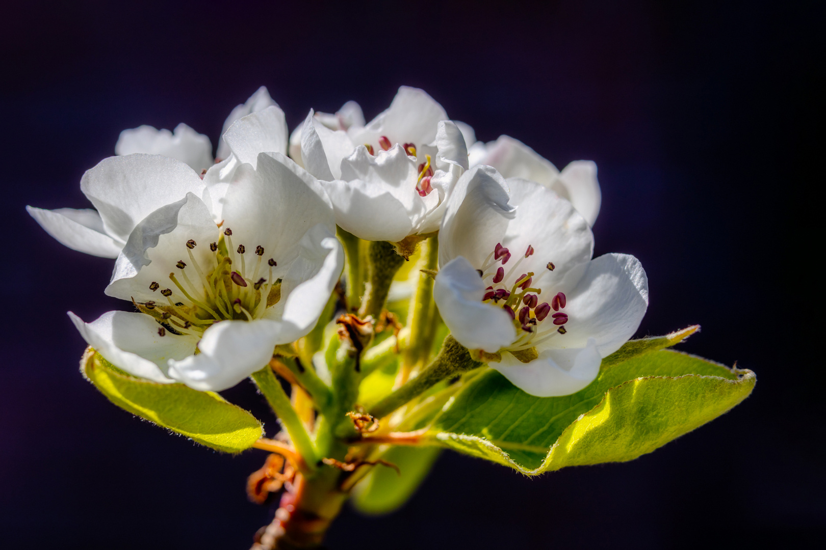 Birnenblüten