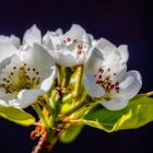 Birnenblüten