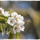 Birnenblüten