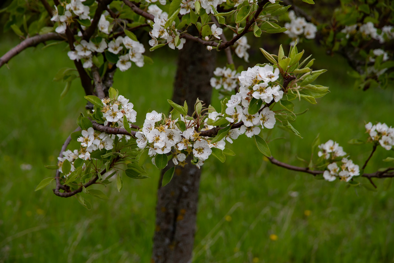 Birnenblüten