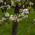 Birnenblüten