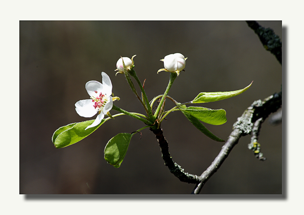 Birnenblüten