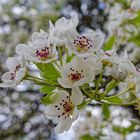 Birnenblüten