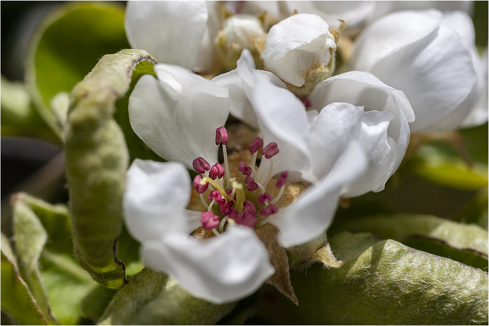 ... Birnenblüten ...