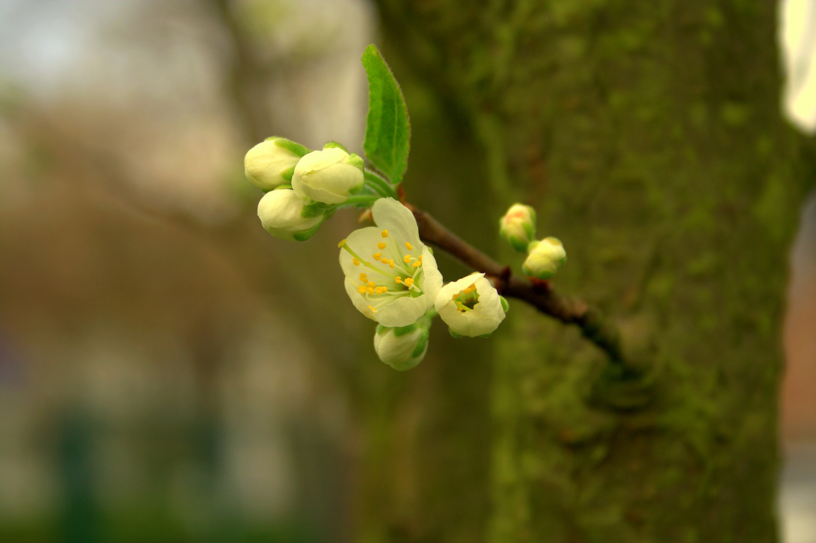 Birnenblüten