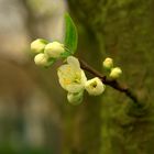 Birnenblüten