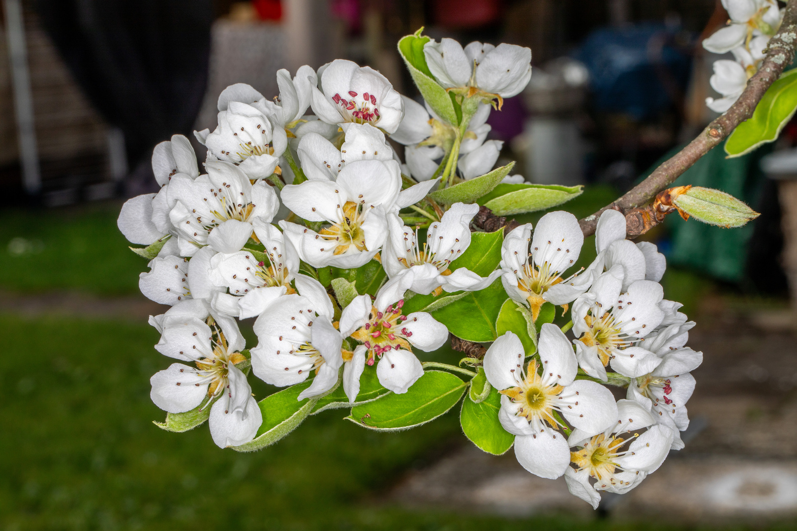 Birnenblüten