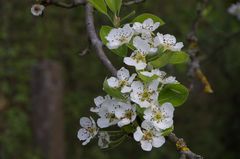 Birnenblüten "Gaishirtle"