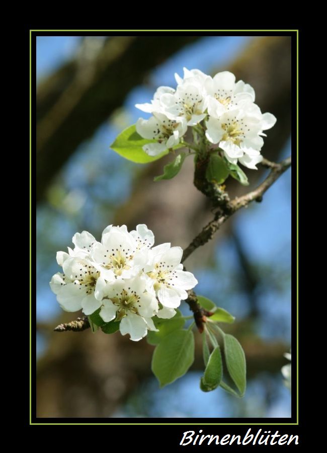 Birnenblüten I