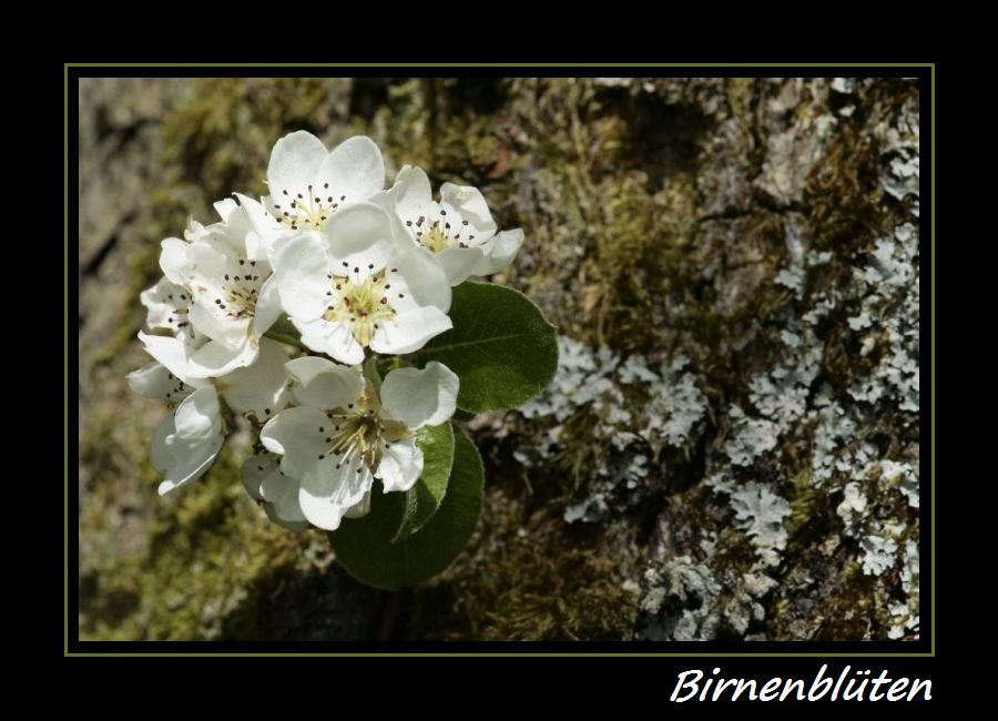 Birnenblüten II