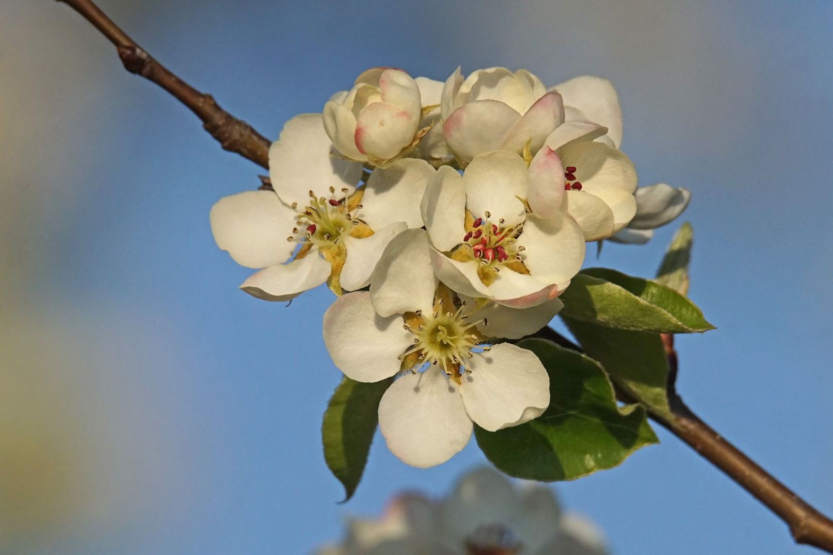 Birnenblüten im Abendlicht