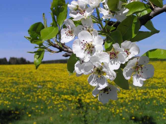 " Birnenblüten " im Mai 2005