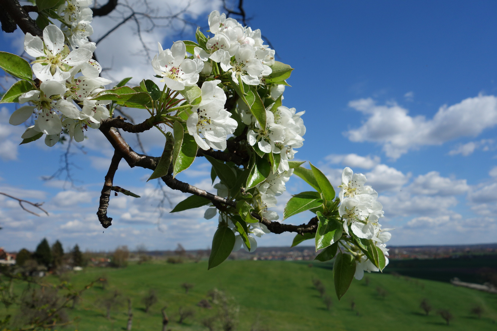 Birnenblüten im Wind