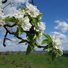 Birnenblüten im Wind