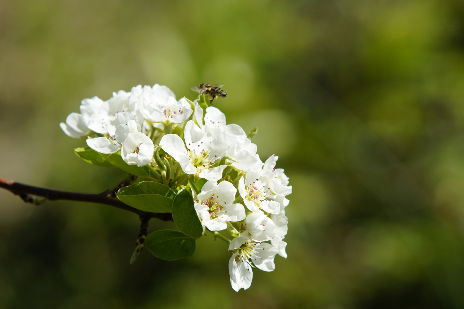 Birnenblüten mit Biene