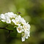 Birnenblüten mit Biene