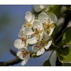 Birnenblüten.............für Benji!