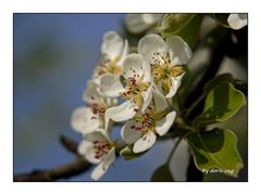 Birnenblüten.............für Benji!