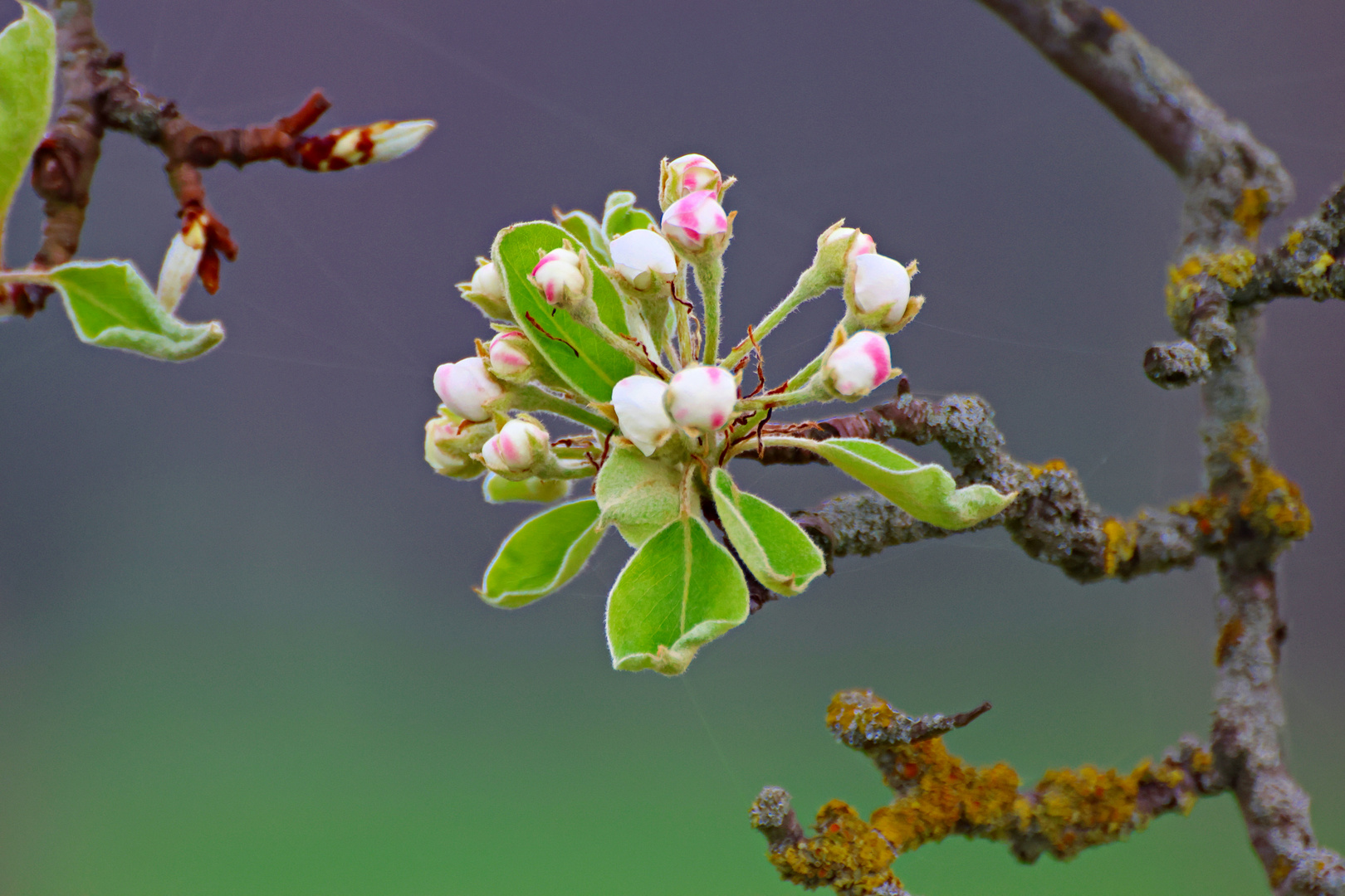 Birnenknospen