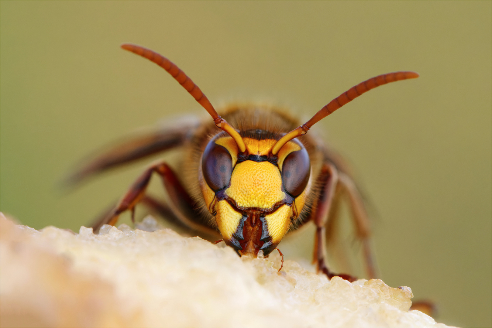 Birnenkompott... Hornissenarbeiterin, Vespa crabo crabro