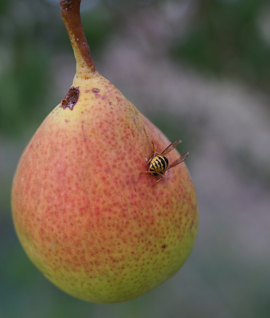 Birnenschmaus