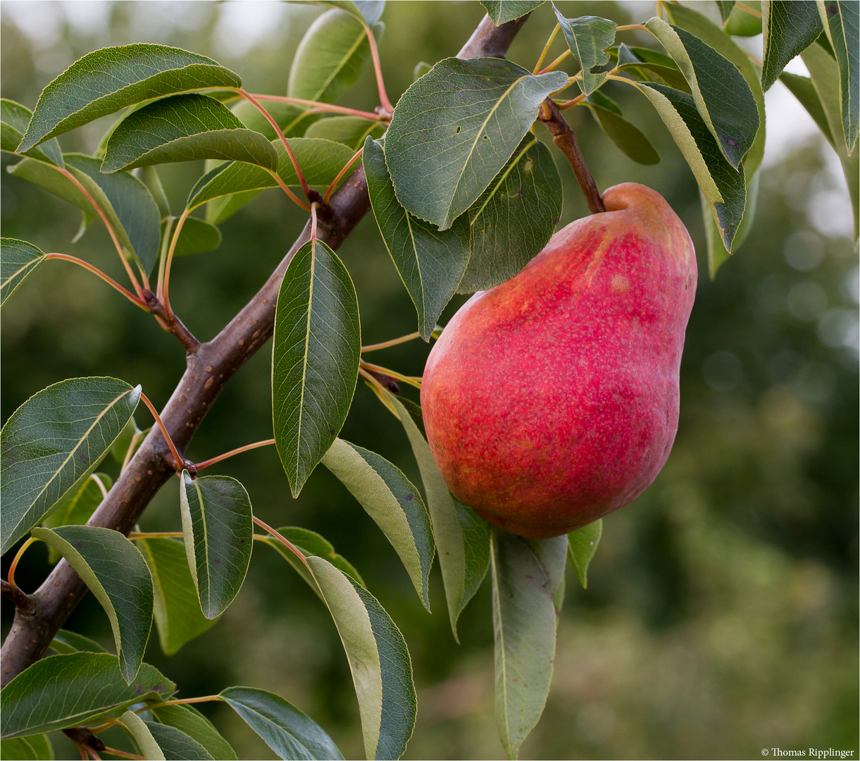 Birnensorte Rote Williams Christ Birne