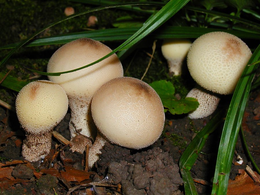 Birnenstäubling (Lycoperdon pyriforme) 1