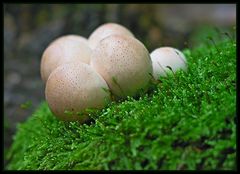 Birnenstäubling (Lycoperdon pyriforme) 2