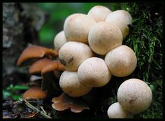 Birnenstäubling (Lycoperdon pyriforme) 3