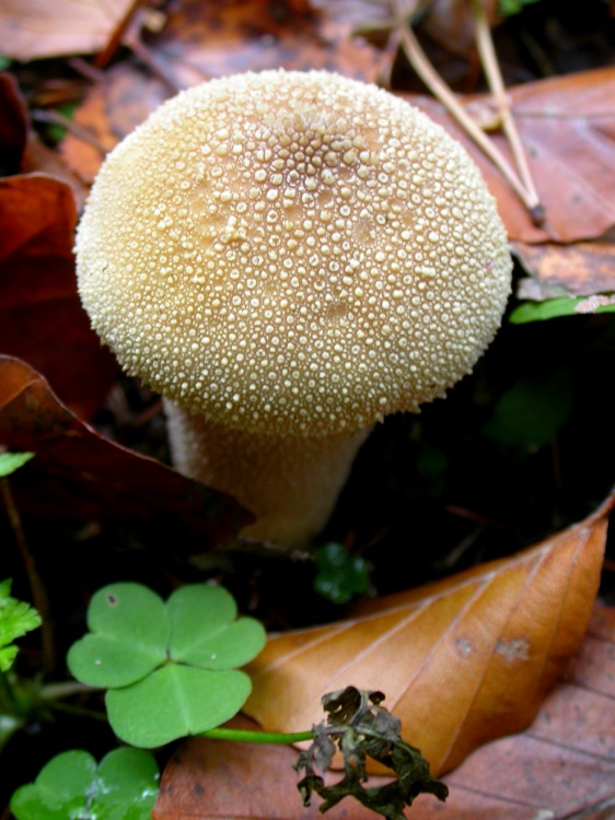 Birnenstäubling (Lycoperdon pyriforme)