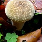 Birnenstäubling (Lycoperdon pyriforme)