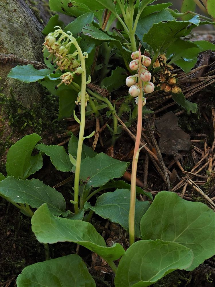 Birngrün (Orthilia secunda),Kleines Wintergrün (Pyrola minor) 