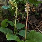 Birngrün (Orthilia secunda),Kleines Wintergrün (Pyrola minor) 