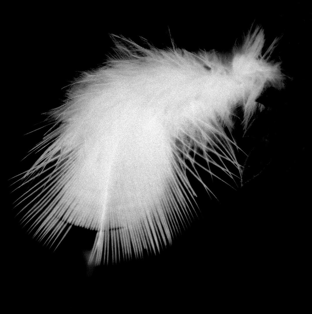 Birth of a Feather