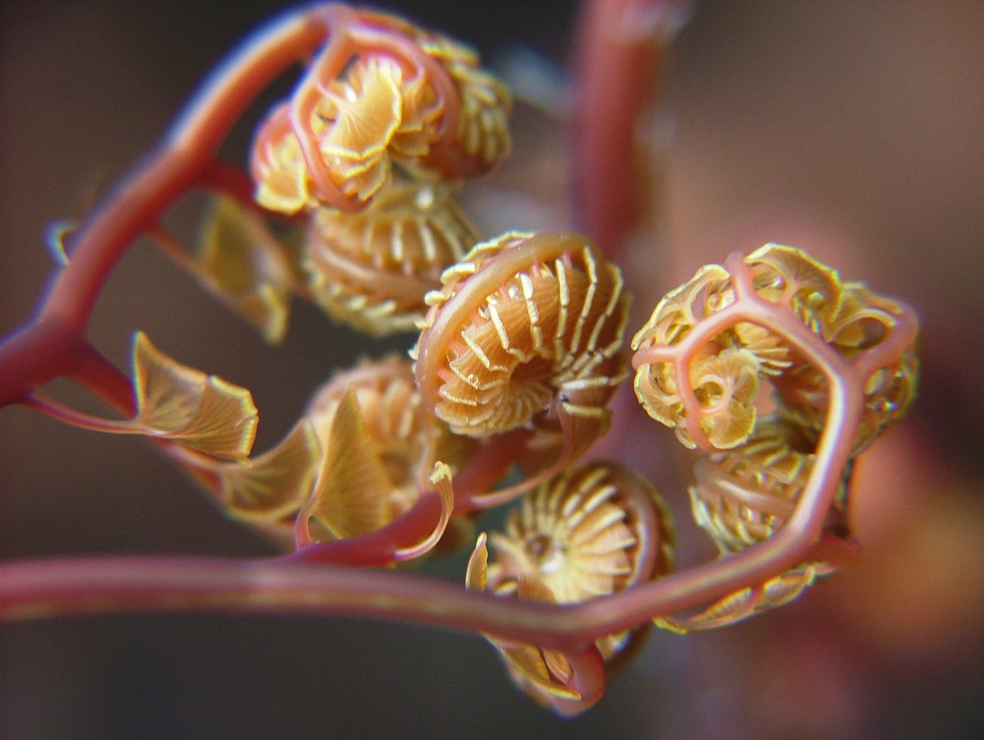 birth of a fernleaf