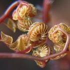 birth of a fernleaf