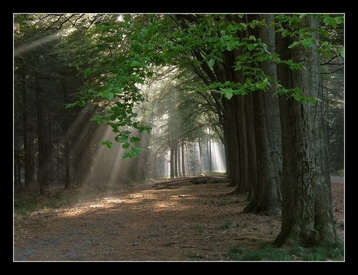 Birth of a new day (Ulvenhout, Annabos)