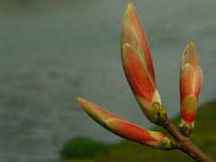 Birth of leaves