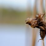 ~ Birth Of The Metallic Dragon ~ (Cordulia aenea)