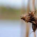 ~ Birth Of The Metallic Dragon ~ (Cordulia aenea)