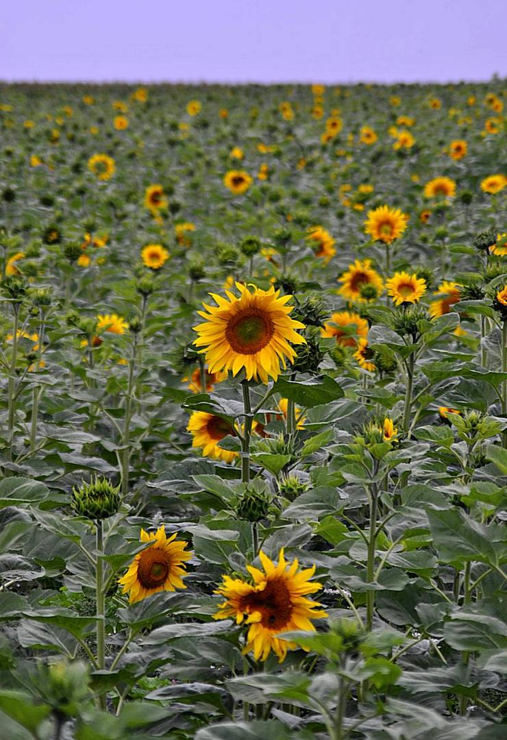 Bis an den Horizont, reichen die Sonnenblumen.....