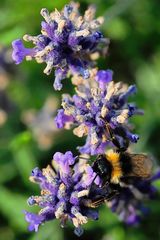 Bis an die Fühler steckte diese Hummel im Blütenkelch!