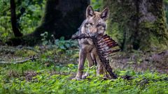 Bis auf die KNOCHEN!