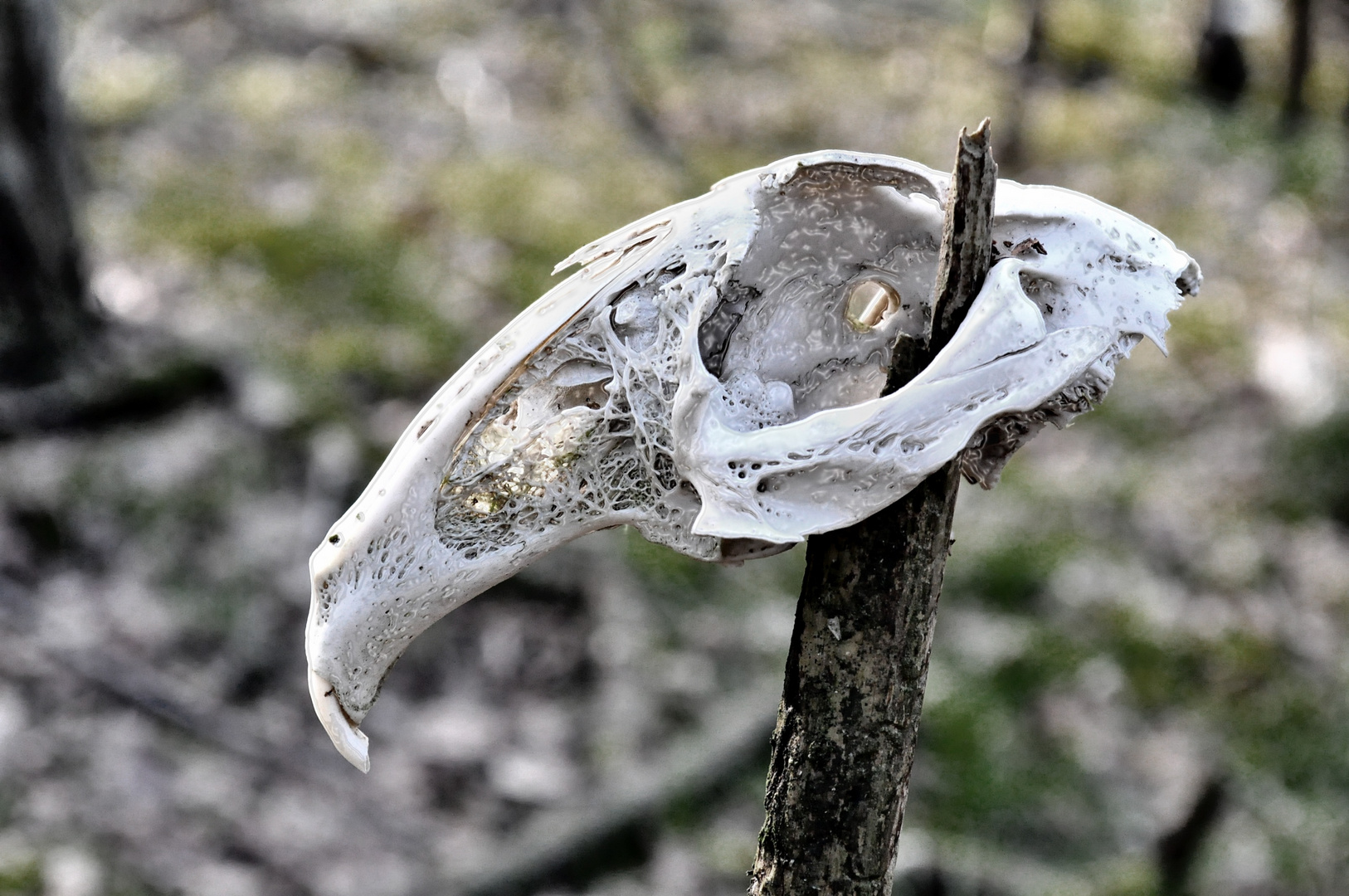 ..bis auf die Knochen