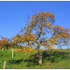 Bis der letzte Apfel fällt