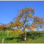 Bis der letzte Apfel fällt