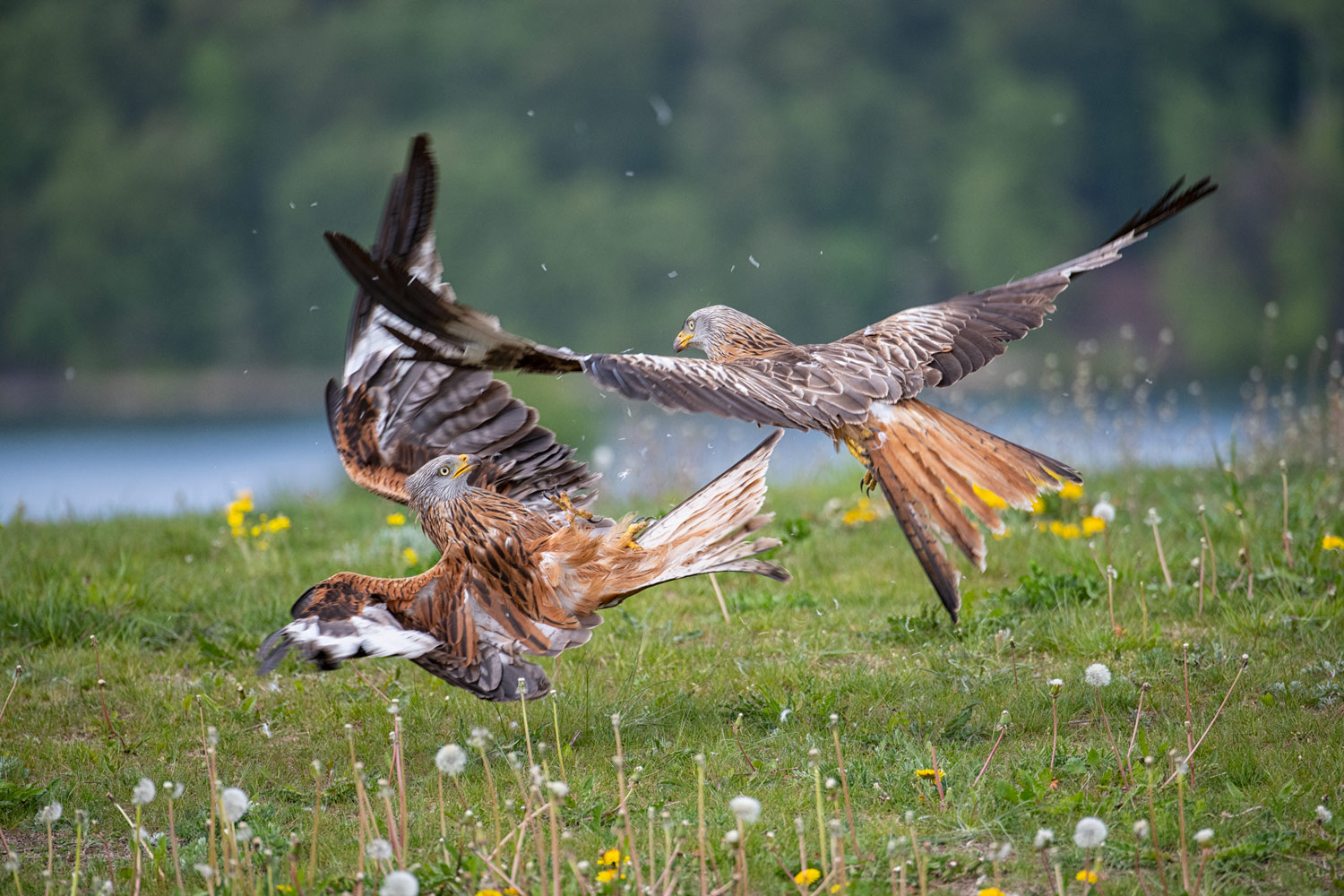 bis die Fetzen fliegen...