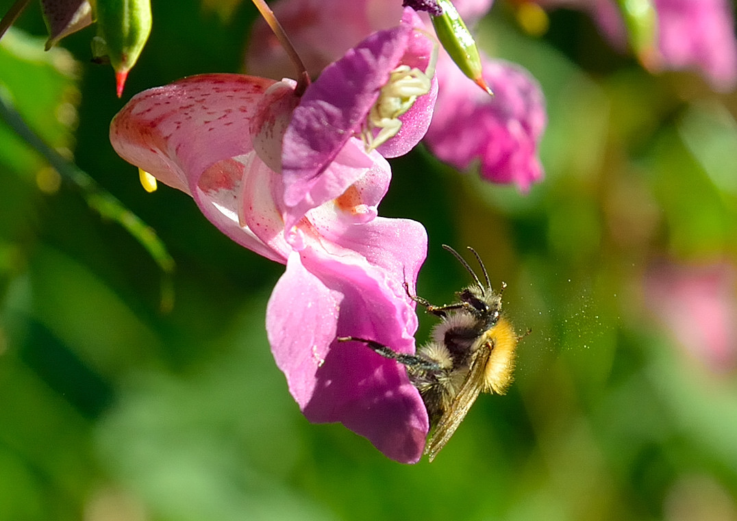 Bis die Pollen fliegen